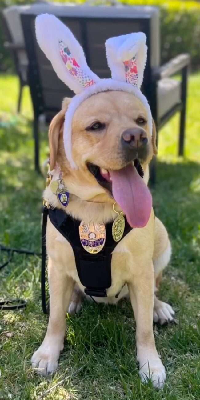 NAMI The Dog Beverly Hills PD